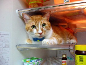 要冷蔵猫